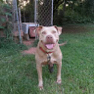 Meet your Posher, Allen